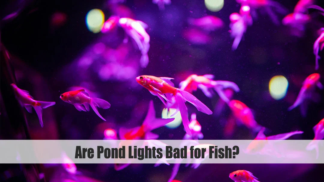 do pond lights affect fish