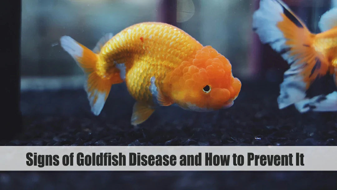 fish disease and how to prevent it