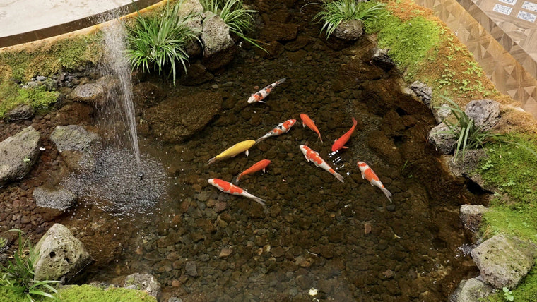 À quelle fréquence faut-il nettoyer le filtre d'une fontaine de bassin ?