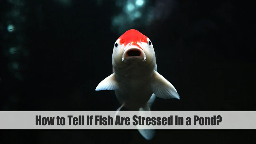 how to tell if fish are stressed