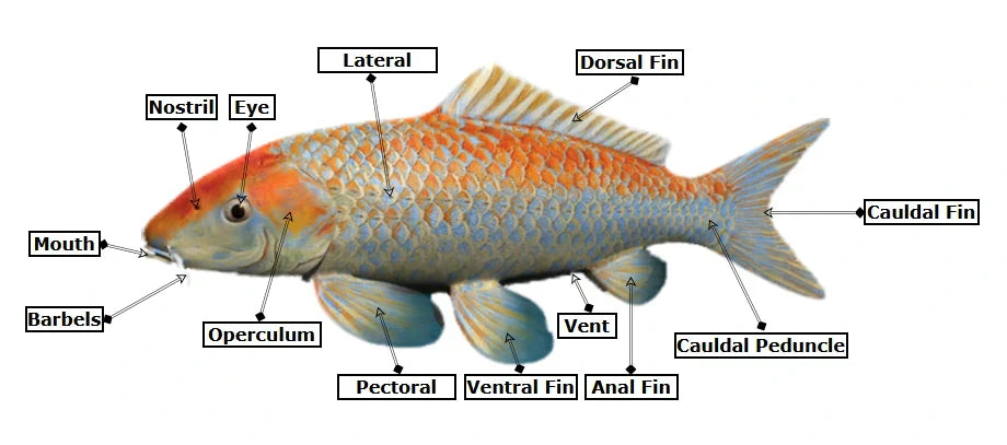 Anatomy 101 — Koi and Pond Fish Anatomy