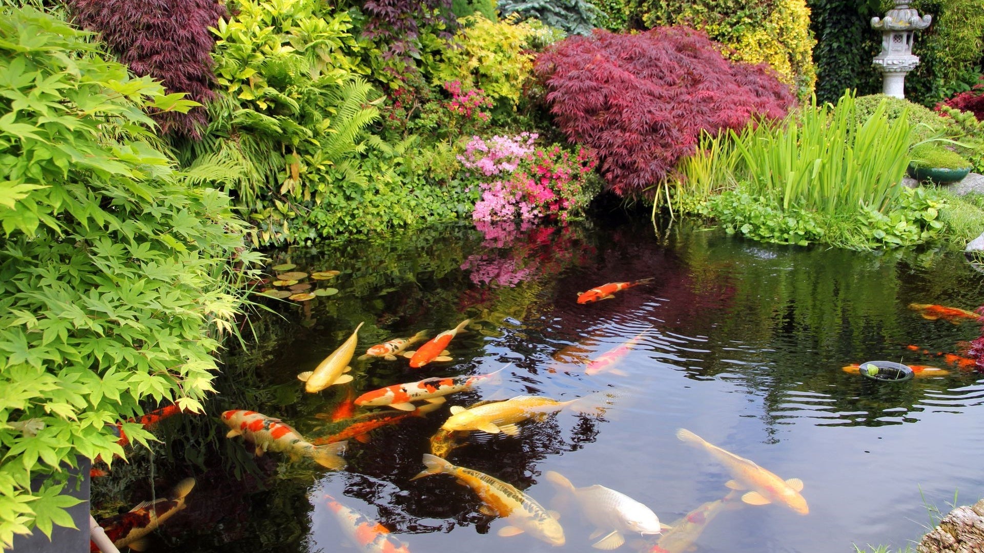 koi carp pond ideas