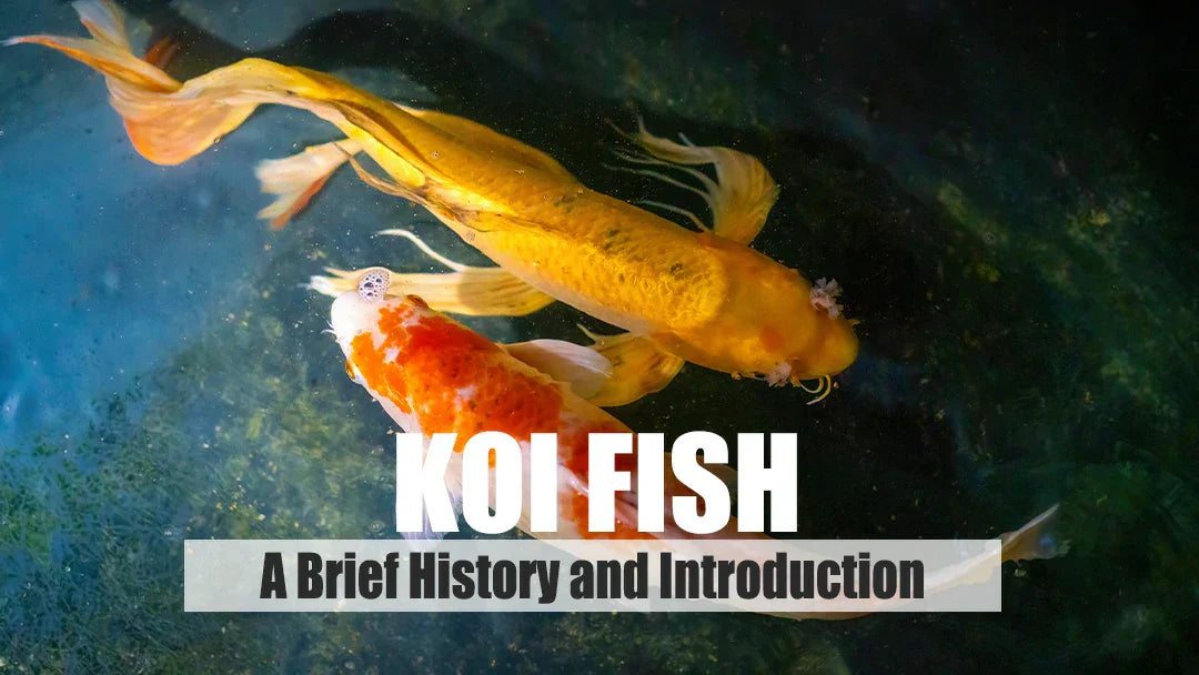 koi fish origin
