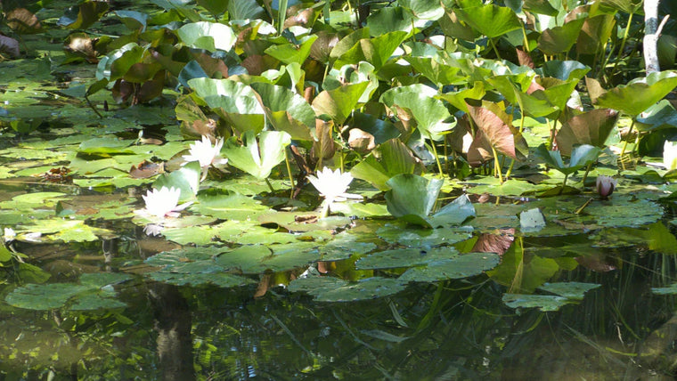 Plantes aquatiques pour bassins : le guide ultime — 10 espèces dépolluantes, les étapes de plantation et 6 espèces envahissantes à éviter 