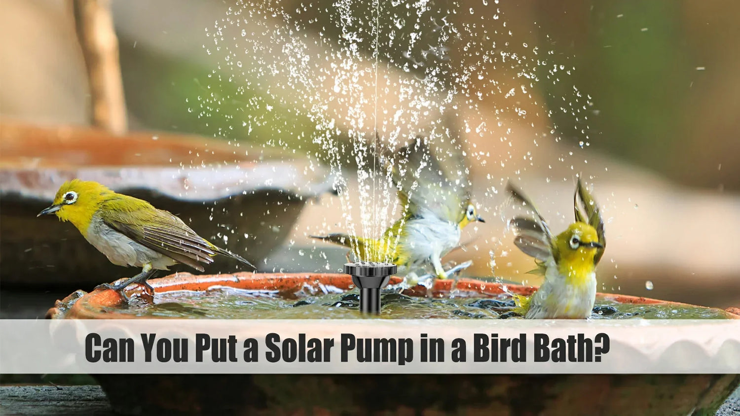 put a solar pump in a bird bath
