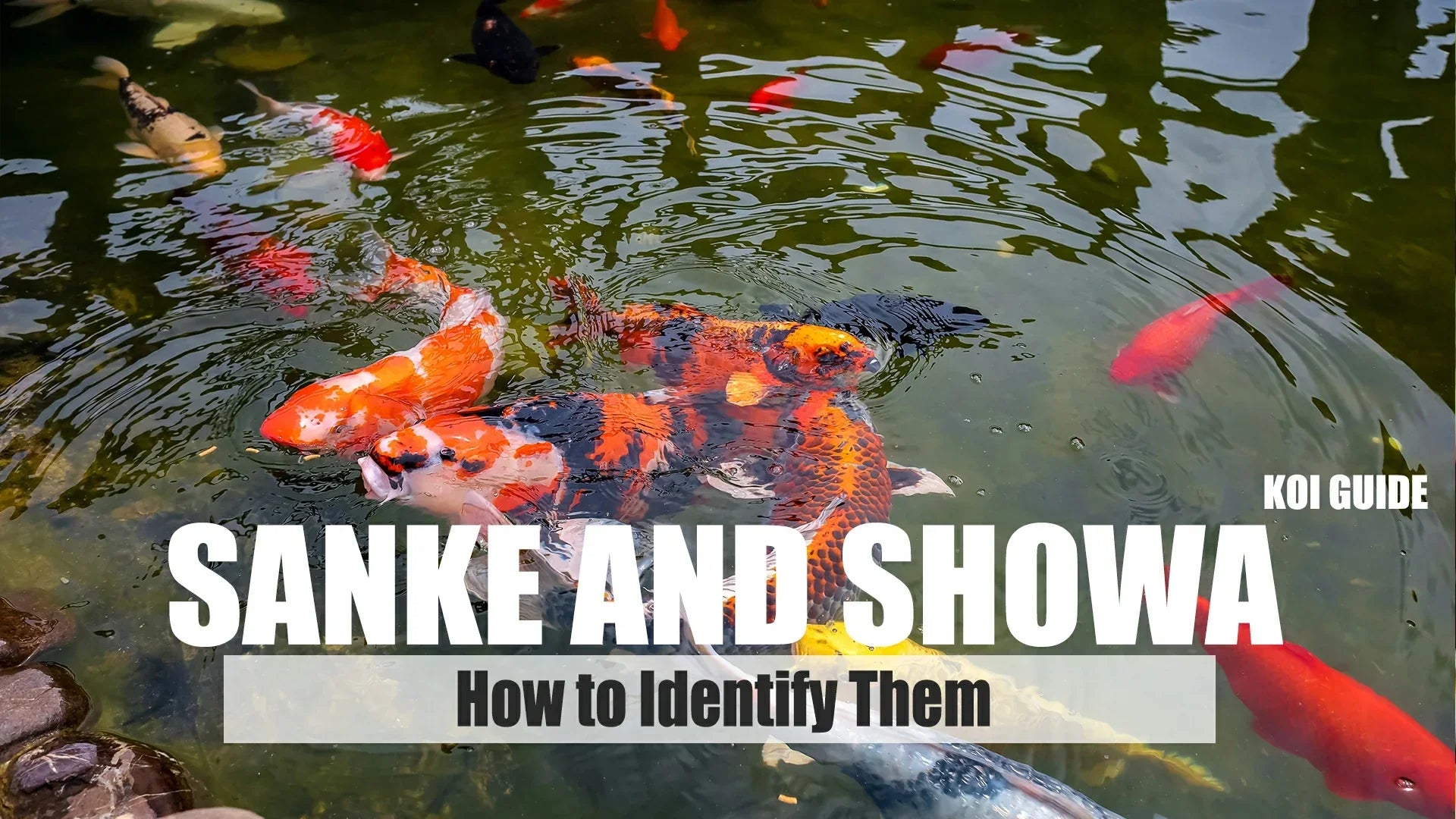 tips to identify sanke and showa koi carp