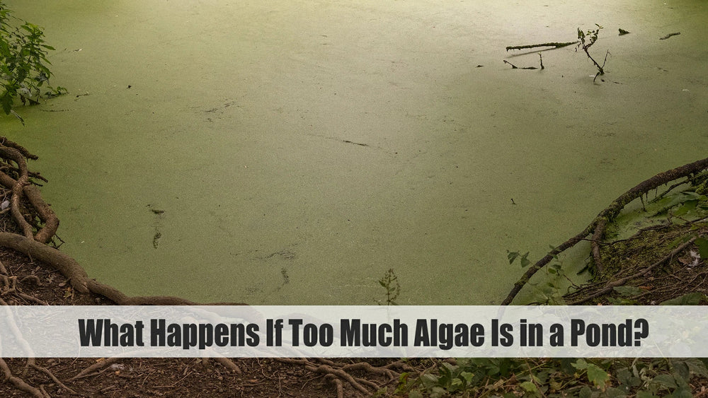 Too Much Algae in a Pond? Causes, Effects & Natural Control