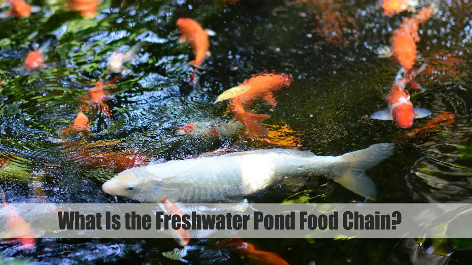 what is the freshwater pond food chain