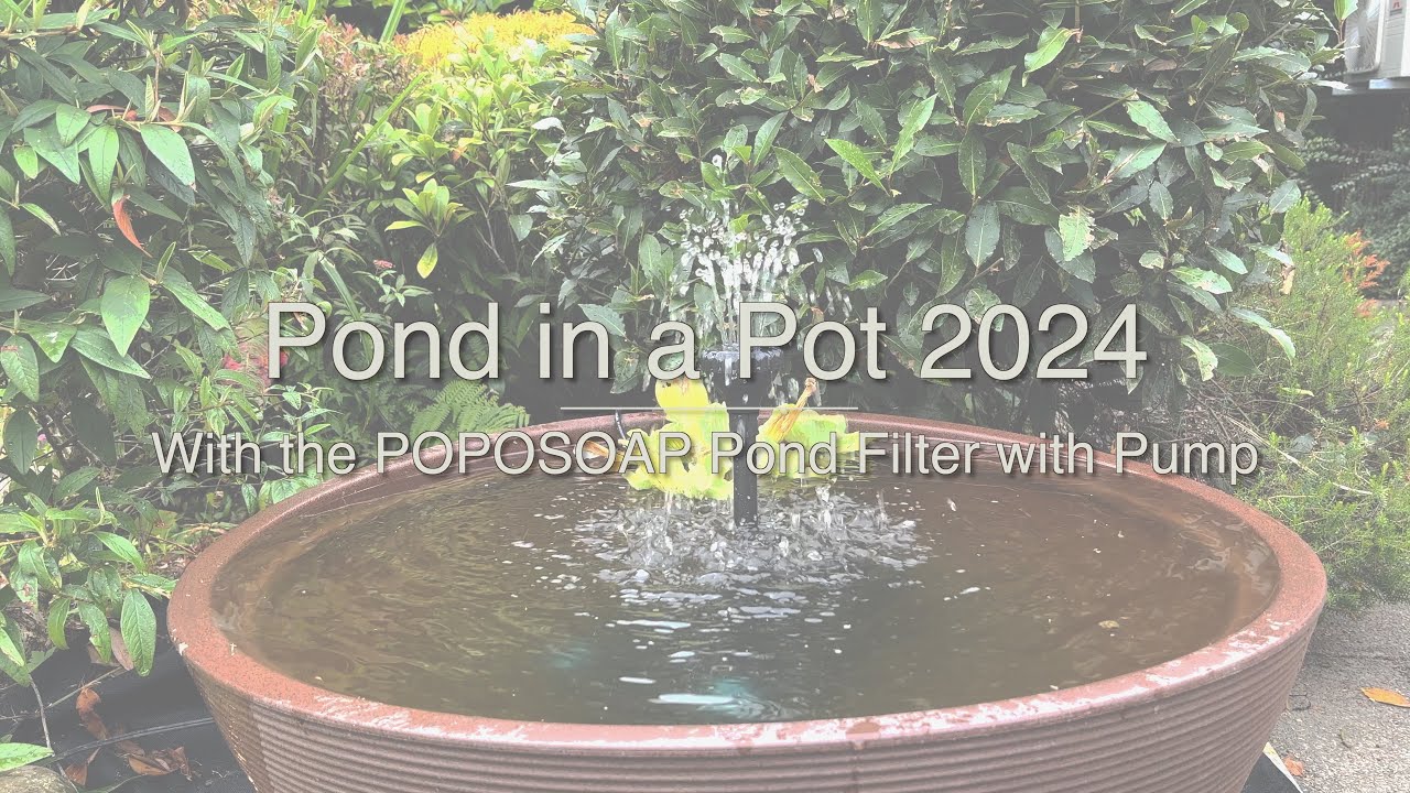 Pond In A Basin In 2024: Poposoap Pond Filter